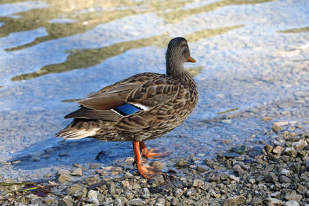 The duck stands in the clear clear water in the sunの写真素材