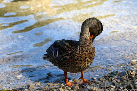 A duck stands on the shore of the lake and washesの写真素材