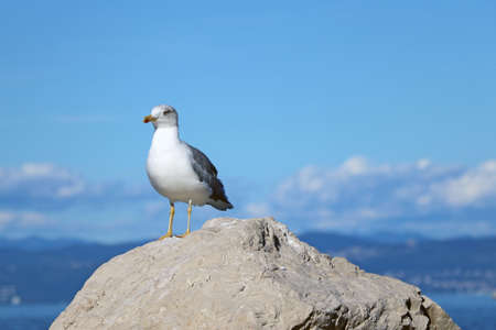 A seagull stands on a stone against a background of mountains and the seaの写真素材