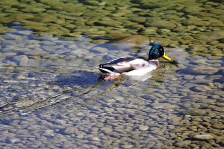 Wild duck swims in clear mountain waterの写真素材