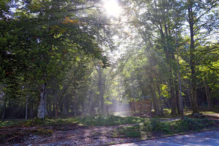 The sun breaks through the dense treesの写真素材