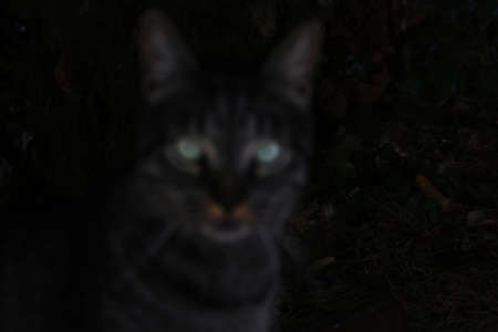 Out of focus. Dark cat with green eyesの写真素材