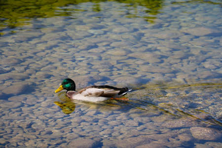 Wild duck swims in a cold mountain lakeの写真素材