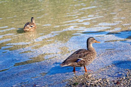 A wild duck stands in cold, clear waterの写真素材