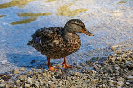 A wild duck came out of the water and stands on the shore. Heats upの写真素材