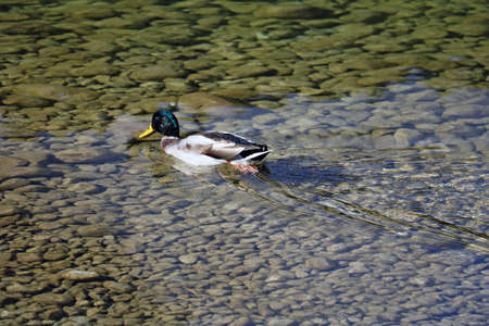 Wild duck swims in clear water. Natureの写真素材