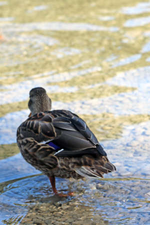 A wild duck stands in cold, clear waterの写真素材