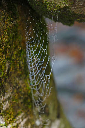 Small spider web with dew drops on the treeの写真素材