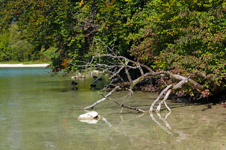 A small dry tree lies in clear waterの写真素材