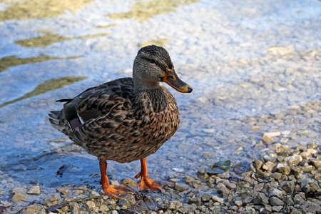 There is a wild duck on the shore of a lake or river. Wild natureの写真素材