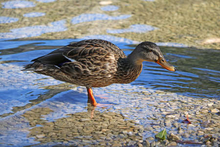 A wild duck with water droplets on its feathers stands on the shoreの写真素材