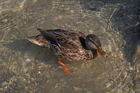 Top view of a wild duck in the waterの写真素材