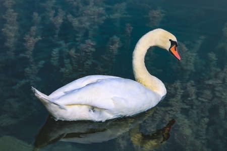 White swan on a pond in sunny dayの写真素材