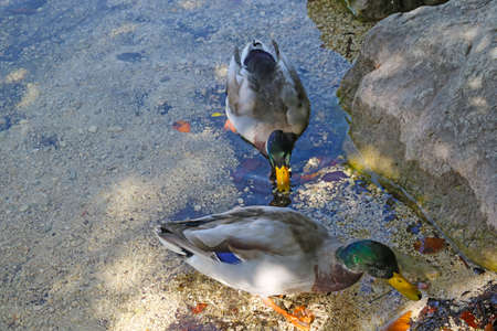 Two wild ducks come ashore from the waterの写真素材