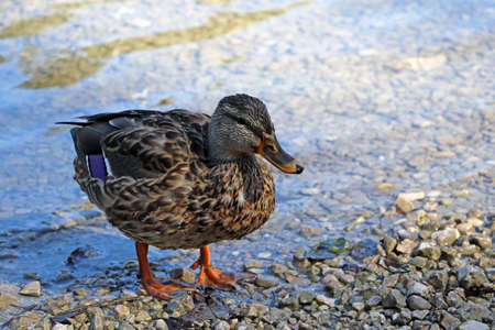 Beautiful wild wet duck on the shore of the lakeの写真素材