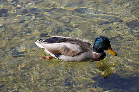 Top view of a wild duck in the water