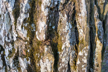 Large tree trunk close up. Part of the tree is covered with moss. Background, textureの写真素材