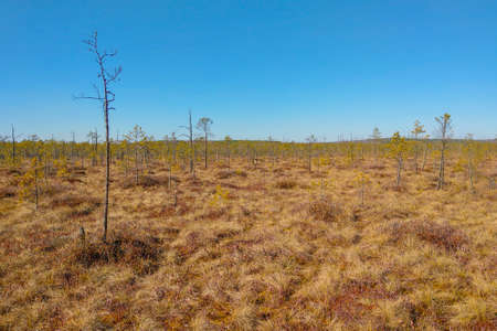 View of the yellow grass and dry trees. Drought, environmental problemsの写真素材