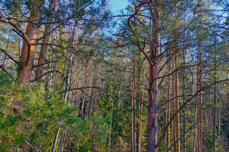 Beautiful pine and spruce tree trunks in springの写真素材