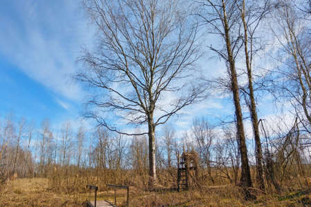 View of trees in autumn. Selective focusの写真素材