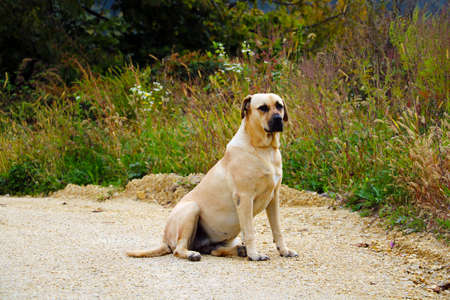 An adult dog labrador retriever is sitting on the roadの写真素材