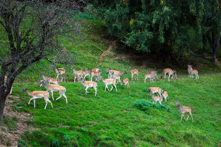 A herd of sika deer while eatingの写真素材