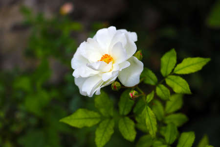 White rose flower in the garden close-upの写真素材