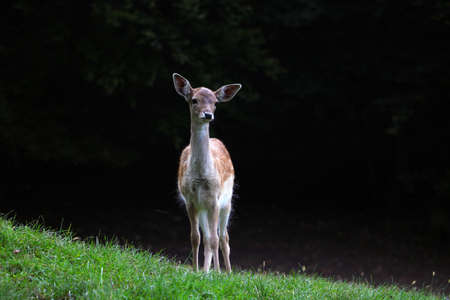 A funny little sika deer came out of the forest into a green meadowの写真素材