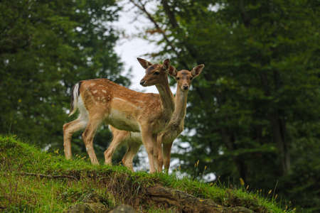 Two young sika deer came out of the forestの写真素材