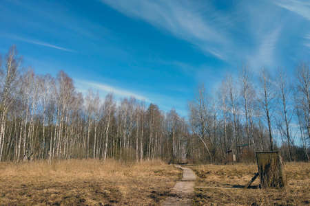 View of a young swamp in autumn