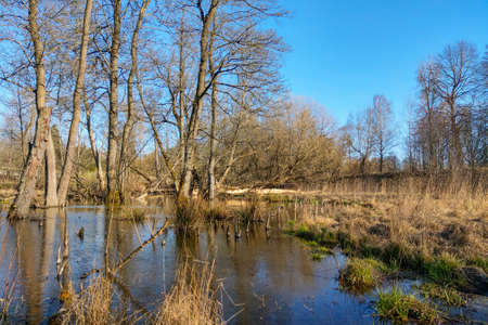 View of a small swamp in autumnの写真素材