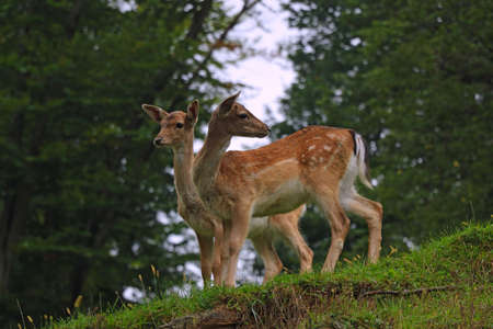 Beautiful young sika deer at the edge of the forestの写真素材