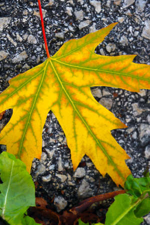 A yellow maple leaf lies on the road. Fallの写真素材