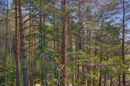 Dense green pine forest. Ecosystem. National parkの写真素材