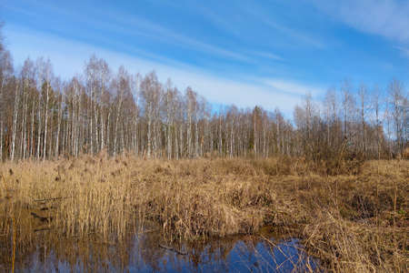 View of a small swamp in autumnの写真素材