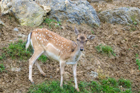 Beautiful young sika deer at the edge of the forestの写真素材