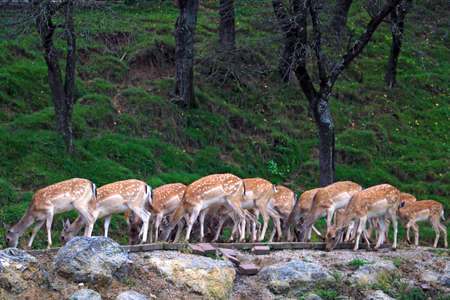 A herd of sika deer while eatingの写真素材