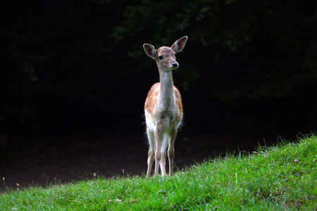 Beautiful young sika deer at the edge of the forestの写真素材