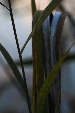 Stems of yellowed grass on a dark backgroundの写真素材