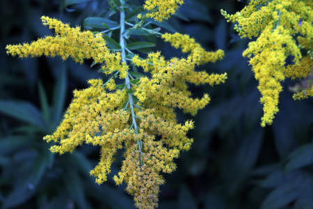 Bright shrubs with yellow flowers, a giant goldenrod with interesting bloom, solidago giganteaの写真素材