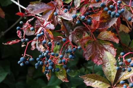 Close-up on small bunches of blue grapes. Bad harvest. Hungerの写真素材