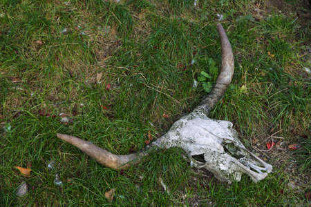 Animal skull with horns in the wildの写真素材