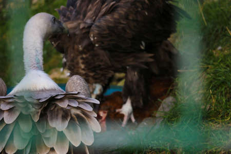 Vultures eat their prey. Selective focus. Wild natureの写真素材