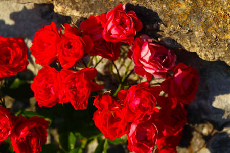 Close-up view of red garden roses. natureの写真素材