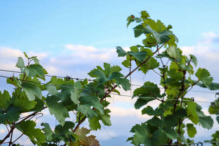 Branches of grapes twisting along a wire against the blue skyの写真素材