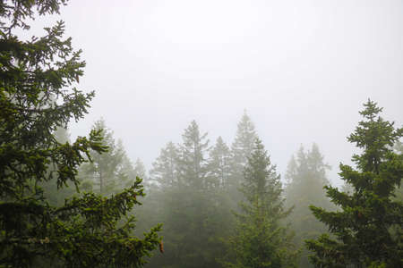 View from a height to the treetops in the fog. Thick fogの写真素材