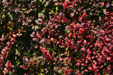 Cotoneaster conspicuus Tibetan cotoneaster. Autumn bush, autumn backgroundの写真素材