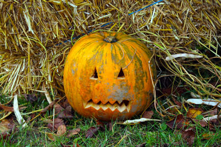 Pumpkin on the grass with yellow leaves. Preparing for halloweenの写真素材