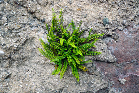 A green plant grows on the wall of an old buildingの写真素材