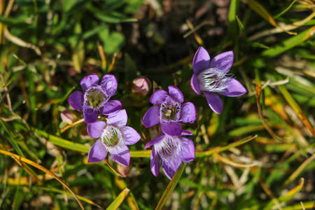 Beautiful purple flowers in the mountains. View from aboveの写真素材